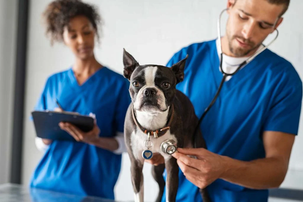 Auxiliar Veterinário